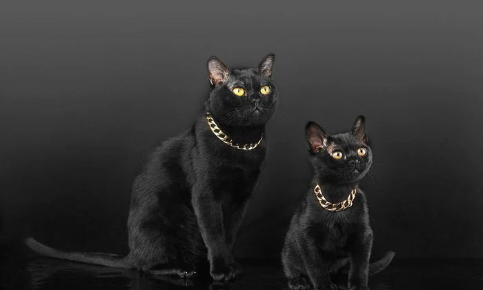 Salonul Internațional Felin SofistiCAT (1) jpeg