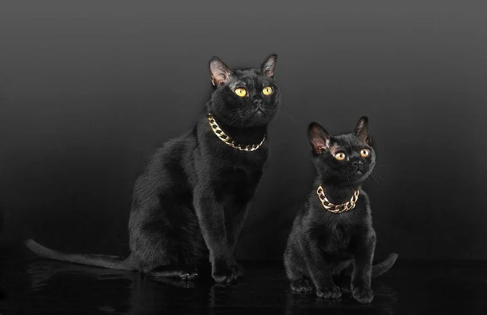 Salonul Internațional Felin SofistiCAT (1) jpeg