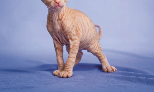 1 71141 original jpg jpeg