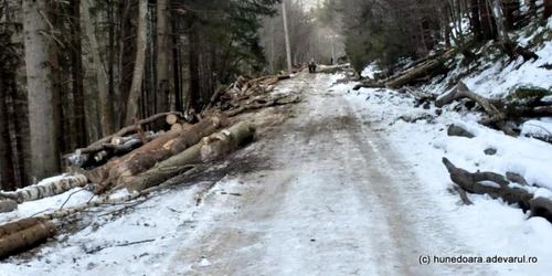 exploatare forestiera retezat adevarul