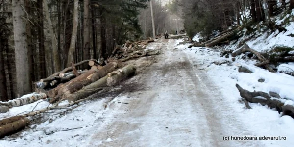 exploatare forestiera retezat adevarul
