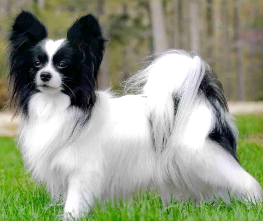 cele mai mici rase de caini Papillon