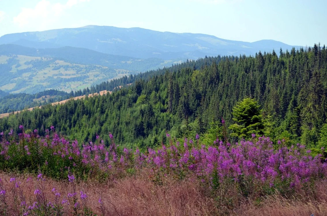 Locul din România considerat „cel mai frumos vârf al Munților Apuseni” / Foto: Pixabay