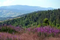 muntii apuseni foto pixabay