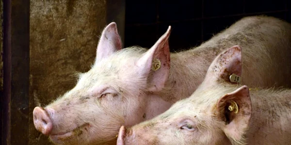 porc de craciun - foto A. M.