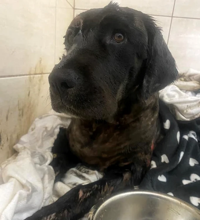 Cățelușa a fost dusă la un cabinet veterinar FOTO: ISU Argeș 