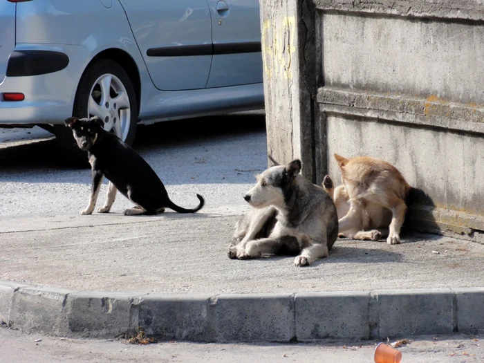 Vineri seara, bucureştenii vor ieşi în stradă să protesteze faţă de maidanezi FOTO: Adevărul