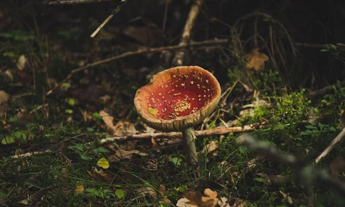 1 ciuperci otravitoare jpg jpeg