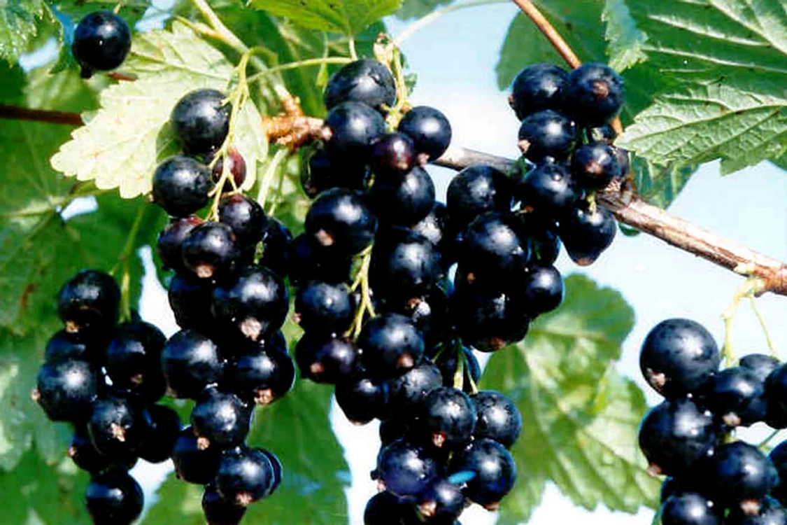 
    Coacăz negru  