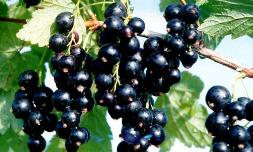 coacaz negru jpeg