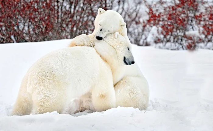 
    Canada. Te-ai făcut ditamai dulăul, te ştiu de când erai mic!Foto: Profimedia  