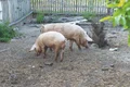 porci shutterstock 2137906579 jpg