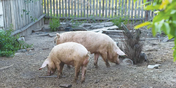 porci shutterstock 2137906579 jpg