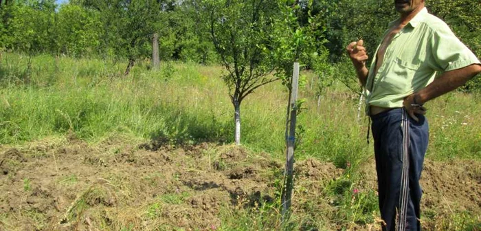 Mistreţii coboară în sat pe terenul lui Ion Traşcă. Foto Adevărul