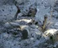 Cursa cu obstacole în noroi „Wild Sau Dirt Run” din Austria