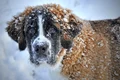 dog 1168663 1920 jpg