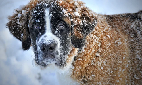 dog 1168663 1920 jpg