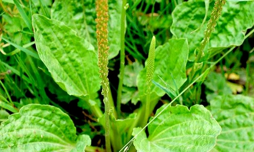 1 81534 original jpg jpeg