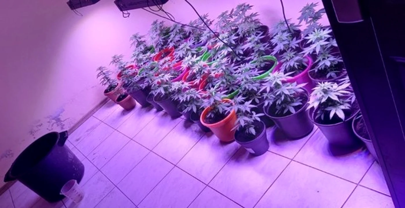 
    Plantele de cannabis erau crescute și în ghivece, ținute în curte  