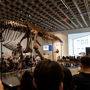 T Rex vândut la licitatie jpg