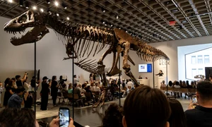T Rex vândut la licitatie jpg