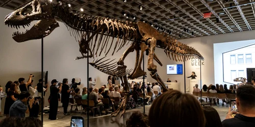 T Rex vândut la licitatie jpg