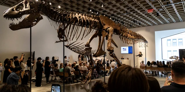 T Rex vândut la licitatie jpg