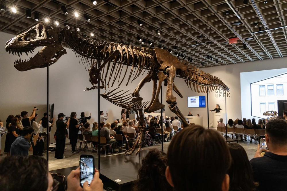 Un schelet de T-Rex, adjudecat la o licitație organizată la New York pentru un preţ-record
