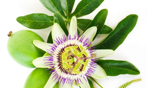 1 51524 original jpg jpeg