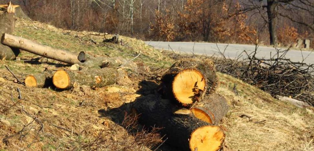Şeful CNAIR Cristian Pistol, despre defrisările pe Valea Oltului: „Astăzi vom depăși 26% din suprafața totală de pădure”
