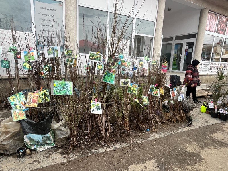 Pomii exotici au ajuns să fie tot mai cultivați în zona de nord a României. La „modă” sunt smochinul și dafinul