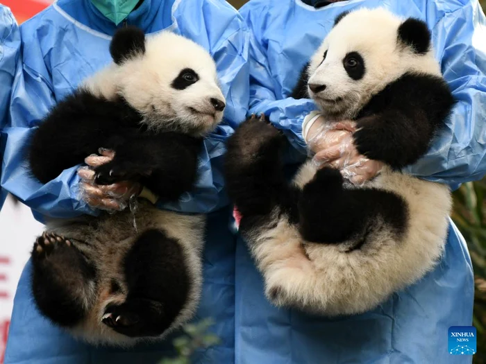 Pui panda la Chengdu, China / Foto: Xinhua