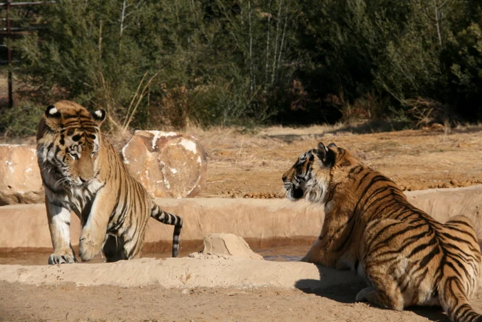 Cei doi tigri zegăriţi de la Oneşti sunt fericiţi în Africa