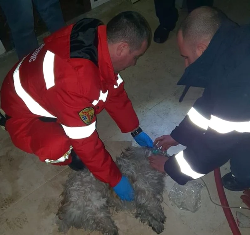Căţelul a fost salvat FOTO Facebook/ISU Călăraşi
