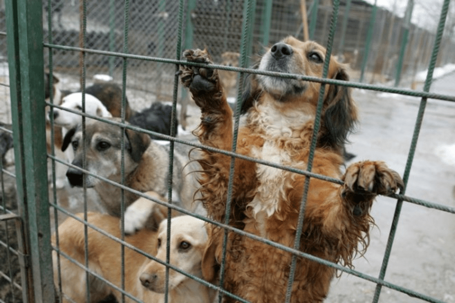 Coaliția Protecția Animalelor cere sterilizarea, nu eutanasierea câinilor vagabonzi  