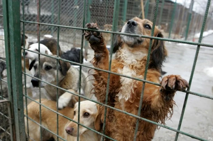 
    La Euro Pet Fest au fost aduși pentru adopții 900 de câini  