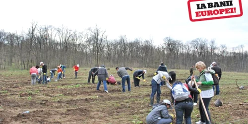 UE dă bani şi pentru întreţinerea pădurii. La câmpie, sumele scad de la 270 de euro/ha în primul an la 90 de euro/ha în ultimul an