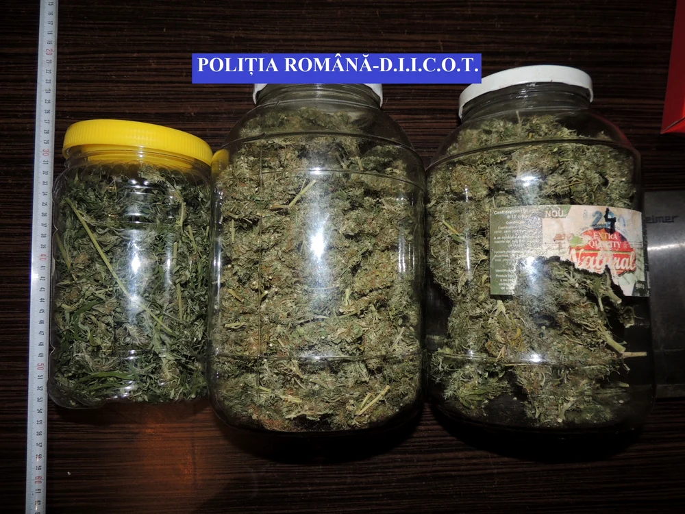 Traficanții aveau borcane pline cu cannabis uscat