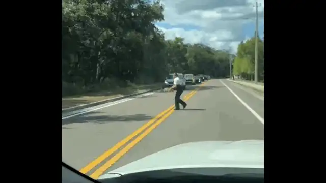 Moment hilar: o broască țestoasă a dat peste cap traficul în Florida. O polițistă s-a chinuit să o scoată de pe șosea