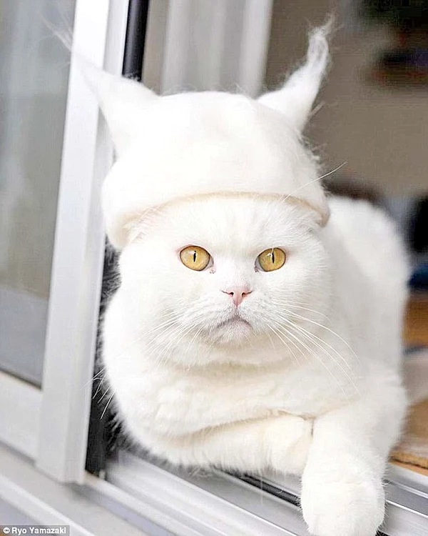Ia uite ce  moale e!