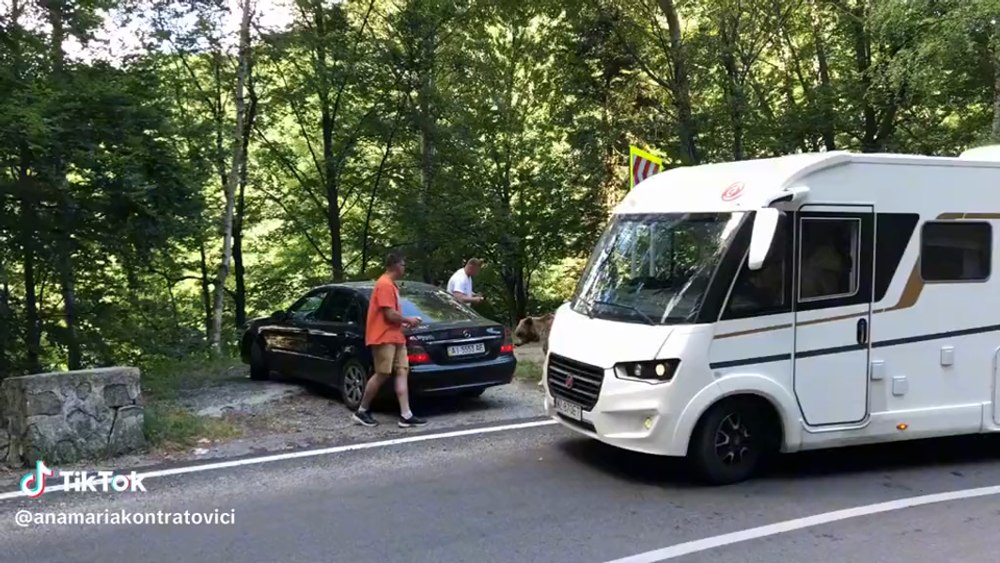 Doi bărbaţi au fost atacaţi de un urs: îi dădeau să mănânce pentru a face selfie cu el, pe Transfăgărăşan | VIDEO