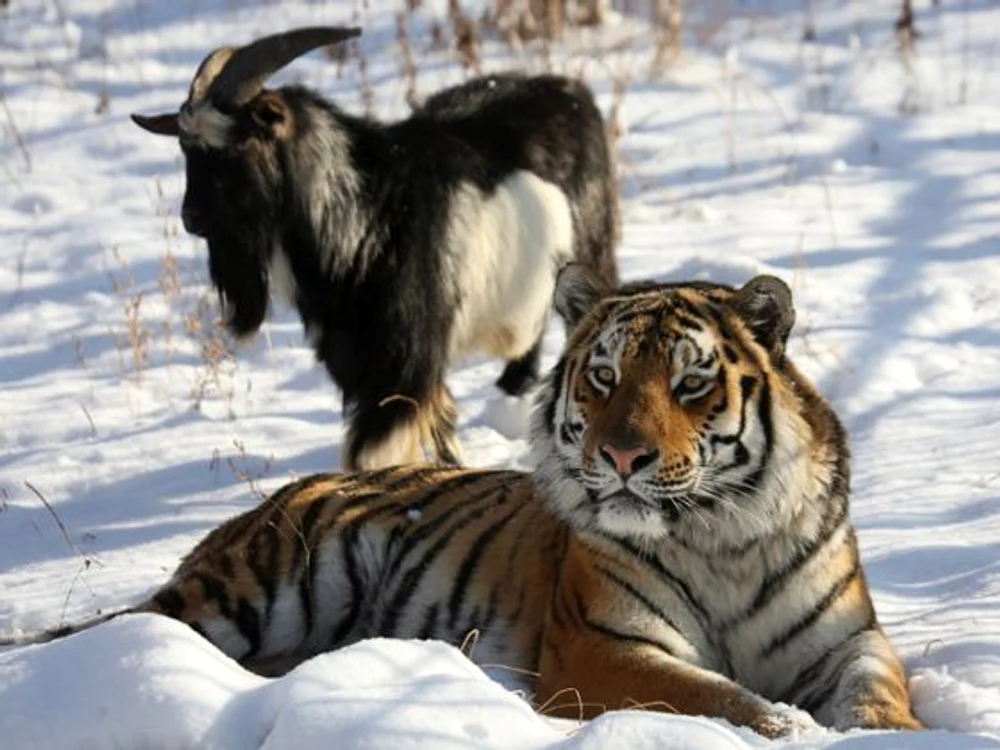 
    Amur se odihnește lângă prietenul său, Timur. Imaginea a fost realizată pe 30 noiembrie într-un safari din estul îndepărtat al Rusiei.  