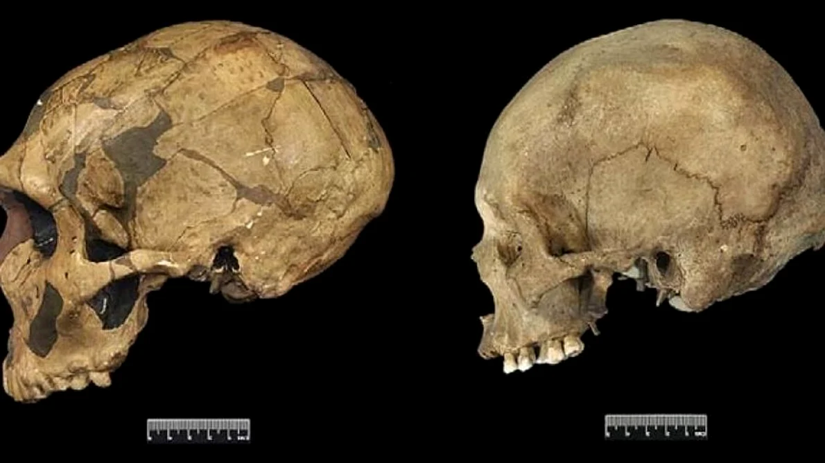Omul modern are trăsături genetice comune cu neanderthalienii jpeg