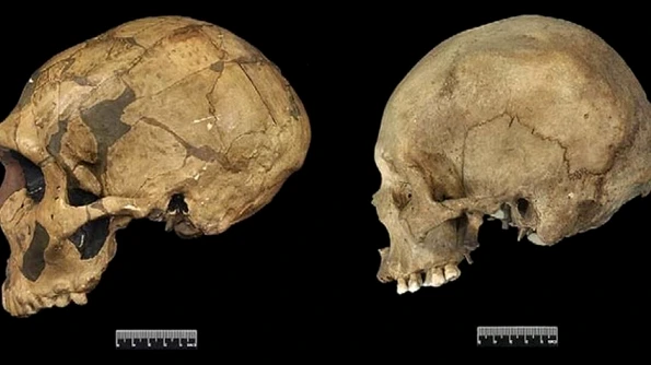 Omul modern are trăsături genetice comune cu neanderthalienii jpeg