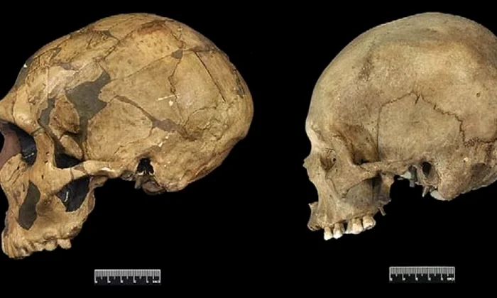 Omul modern are trăsături genetice comune cu neanderthalienii jpeg