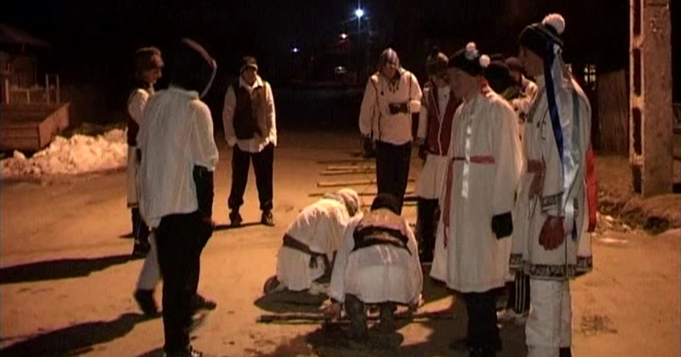Toţi colindătorii sunt înhămaţi la pluguri precum caii, iar unul dintre tineri are rolul arnăutului