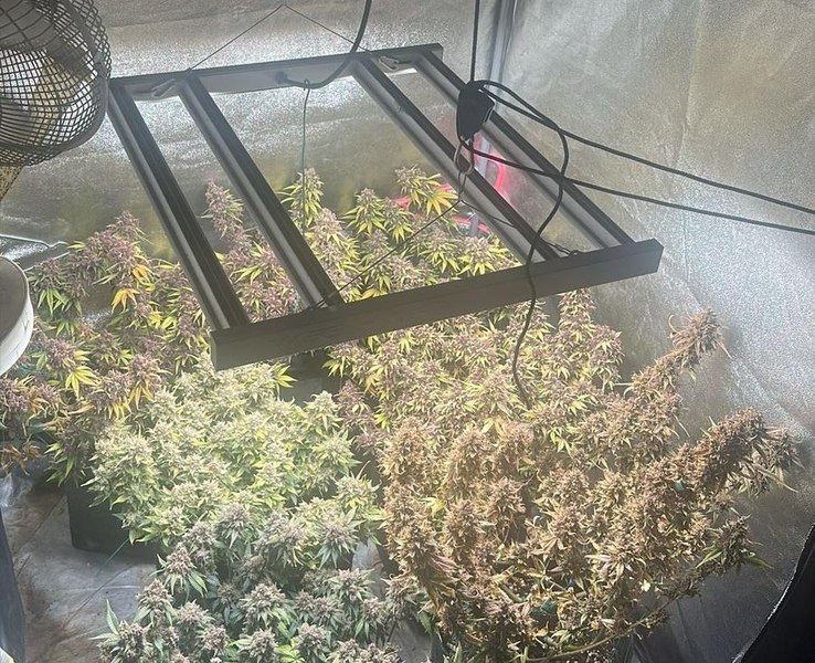Cultură de canabis, cu plante de un metru, descoperite într-un apartament. „Cultivatorul”, reținut