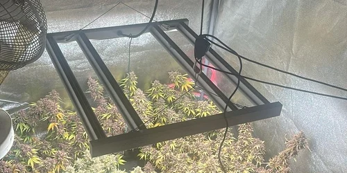 Cultura canabis jpeg