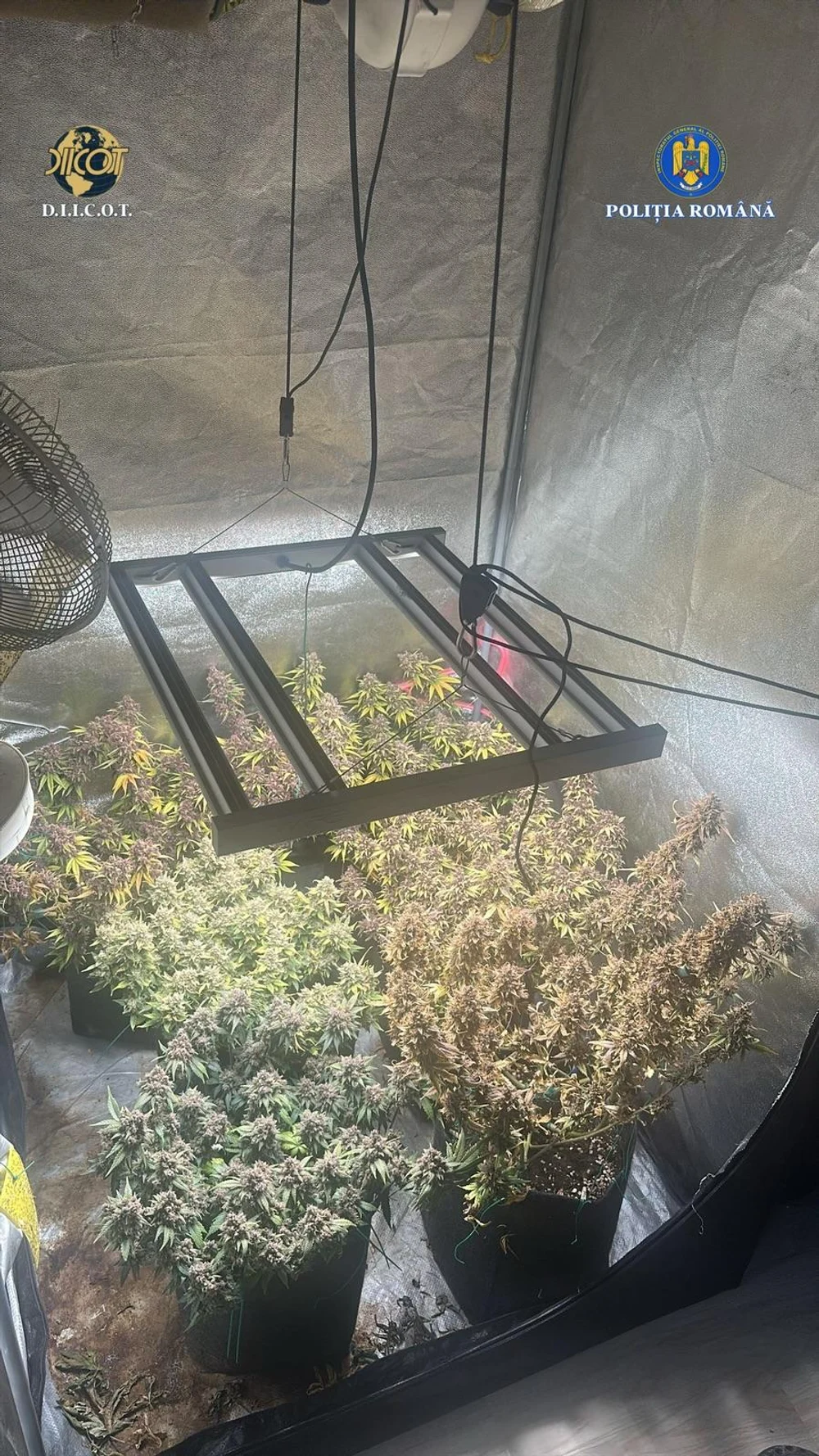 Cultură de canabis, cu plante de un metru, descoperite într-un apartament. „Cultivatorul”, reținut