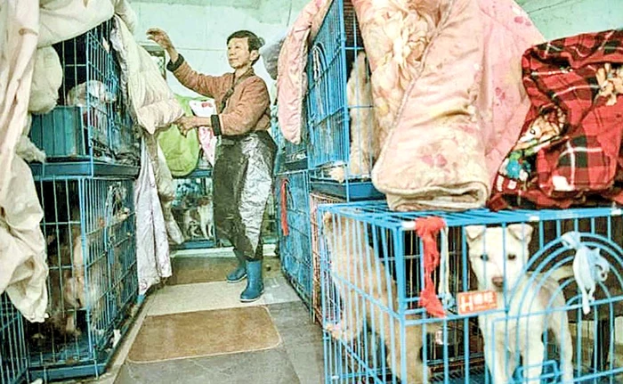 Wen Junhong, de 68 de ani, din Chongqing gătește 500 kg de orez zilnic pentru ”copiii ei”